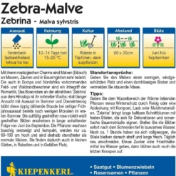 Malva Selvatica "Zebrina"