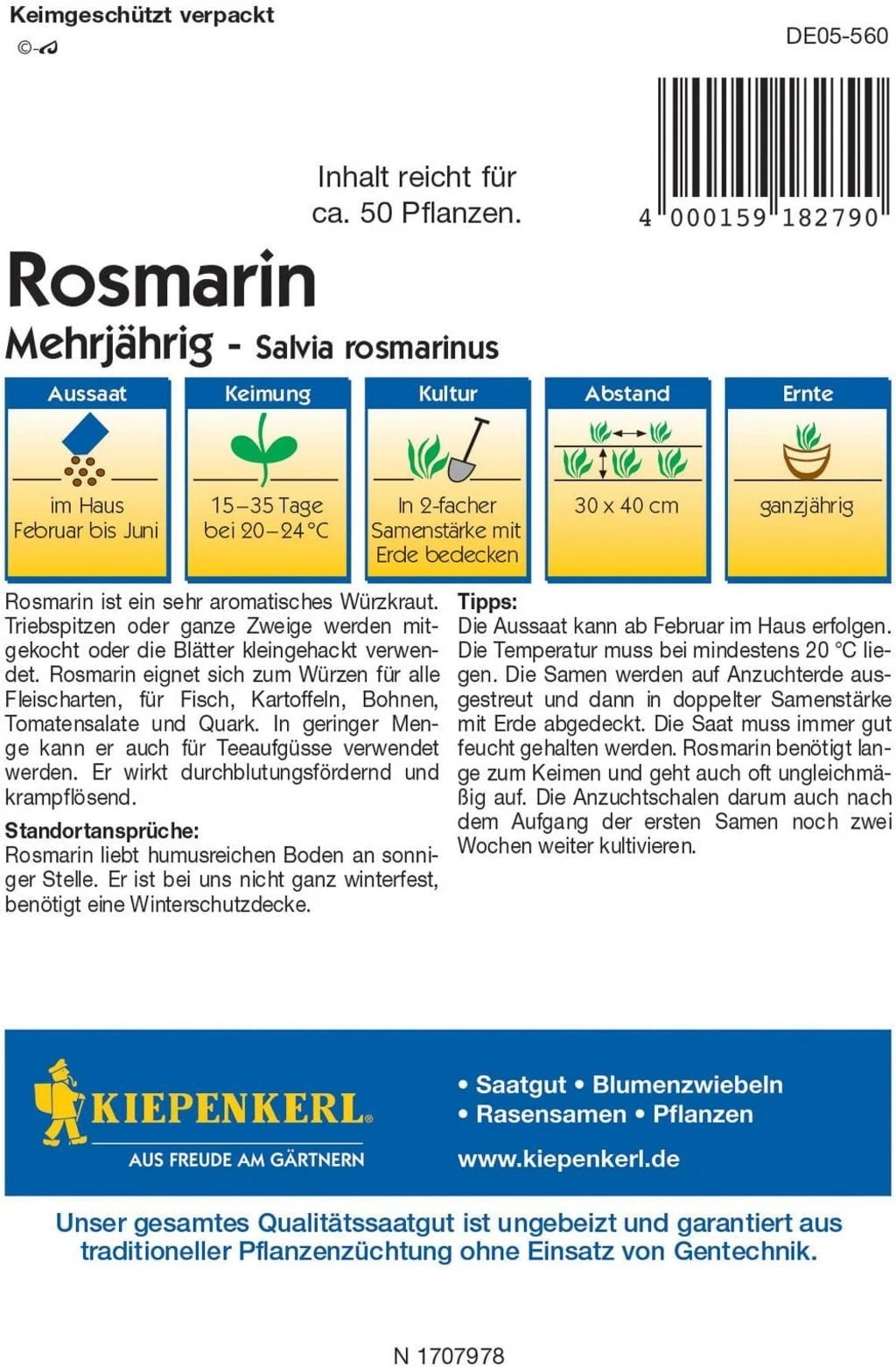 Rosmarino Perenne 2 Rosmarino Perenne - immagine 2