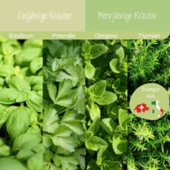 Set Bio Per Coltivazione - Erbe Aromatiche -Offerta Economica Verdi Giard loveplants set bio per coltivazione erbe aromatiche 1547251 it