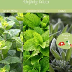 Set Bio Per Coltivazione - Tisane -Offerta Economica Verdi Giard loveplants set bio per coltivazione tisane 1547209 it