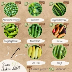 Set Di Semi Bio - Cetrioli