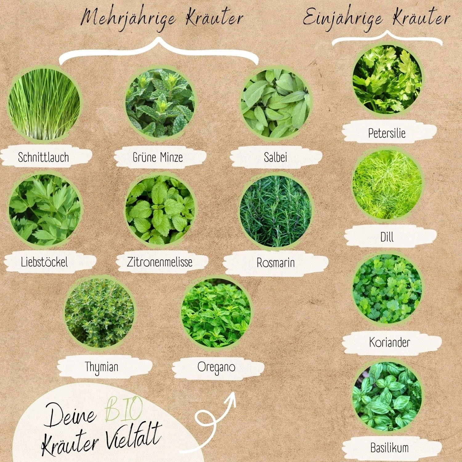 Set Di Semi Bio - Erbe Aromatiche 2 Set Di Semi Bio - Erbe Aromatiche - immagine 2