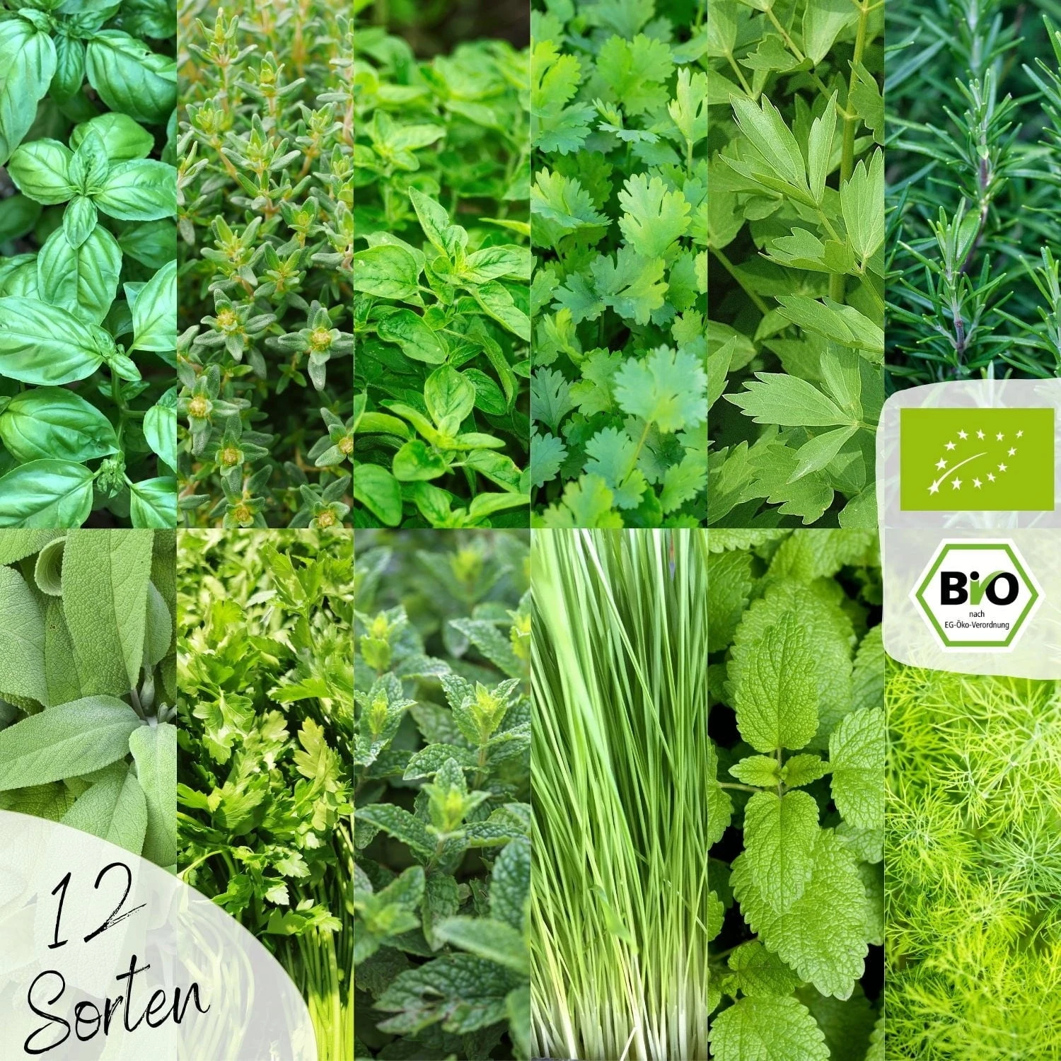 Set Di Semi Bio - Erbe Aromatiche 3 Set Di Semi Bio - Erbe Aromatiche - immagine 3