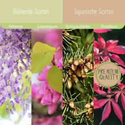 Starter Set - Bonsai -Offerta Economica Verdi Giard loveplants starter set bonsai 1546417 it