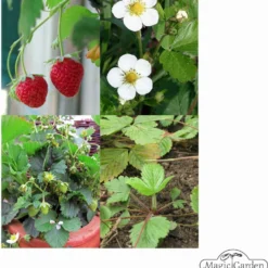 Antiche Varietà Di Fragole - Set Di Semi 10 Antiche Varietà Di Fragole - Set Di Semi -Offerta Economica Verdi Giard magic garden seeds antiche varieta di fragole set di semi 1 set 1293447 it