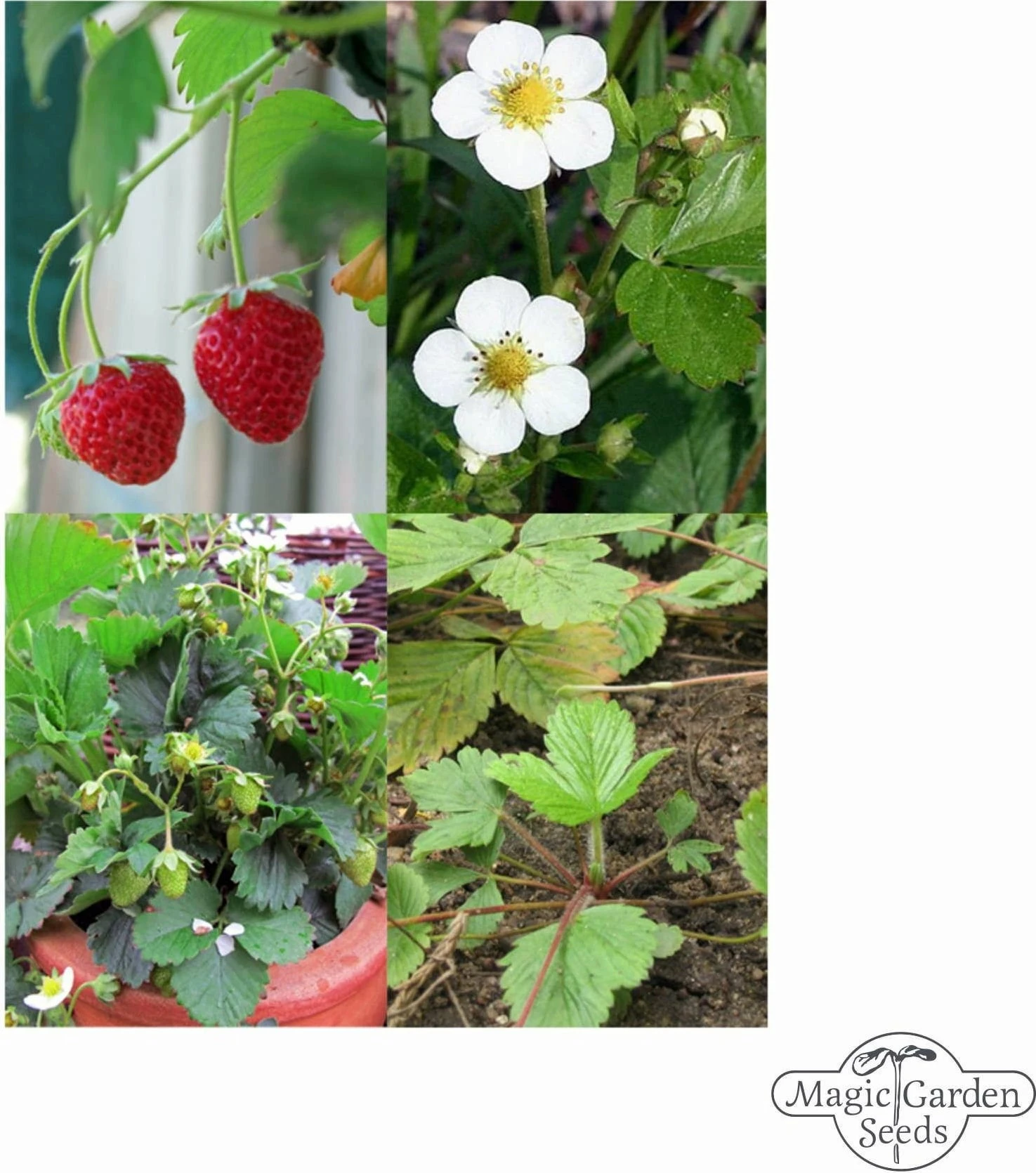 Antiche Varietà Di Fragole - Set Di Semi 3 Antiche Varietà Di Fragole - Set Di Semi - immagine 3