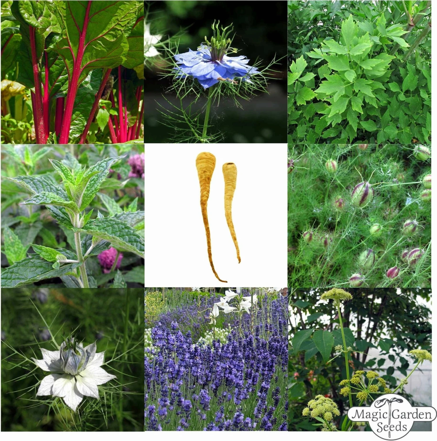 Classico Orto Contadino - Set Di Semi 7 Classico Orto Contadino - Set Di Semi - immagine 7