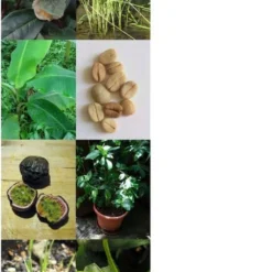 Colture Tropicali: Caffè, Banana, Frutto Della Passione, Riso E Tè - Set Di Semi 14 Colture Tropicali: Caffè, Banana, Frutto Della Passione, Riso E Tè - Set Di Semi -Offerta Economica Verdi Giard magic garden seeds colture tropicali caffe banana frutto della passione riso e te set di semi 1680168 it