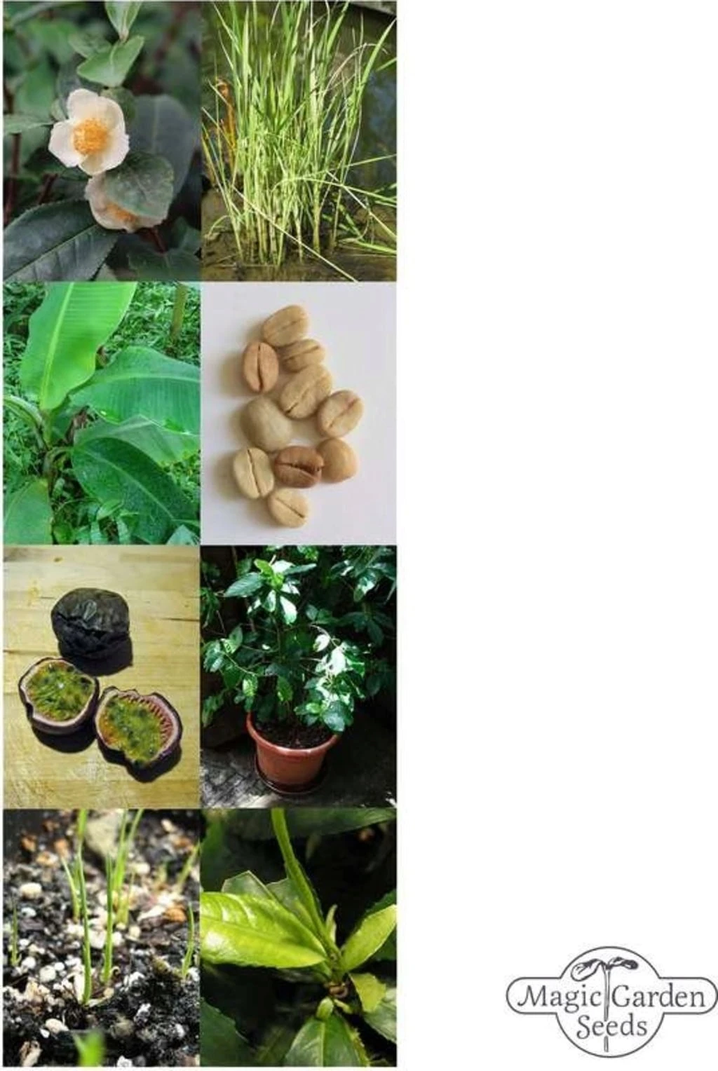 Colture Tropicali: Caffè, Banana, Frutto Della Passione, Riso E Tè - Set Di Semi 7 Colture Tropicali: Caffè, Banana, Frutto Della Passione, Riso E Tè - Set Di Semi - immagine 7