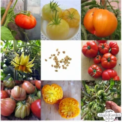 Deliziosi Pomodori Grandi - Set Di Semi -Offerta Economica Verdi Giard magic garden seeds deliziosi pomodori grandi set di semi 1 set 1307388 it