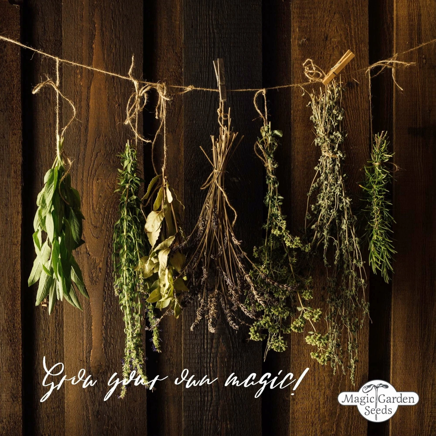 Erbe Da Cucina E Spezie Bio - Set Di Semi 7 Erbe Da Cucina E Spezie Bio - Set Di Semi - immagine 7