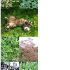 Erbe Di Gatto - Set Di Semi 12 Erbe Di Gatto - Set Di Semi -Offerta Economica Verdi Giard magic garden seeds erbe di gatto set di semi 1680138 it