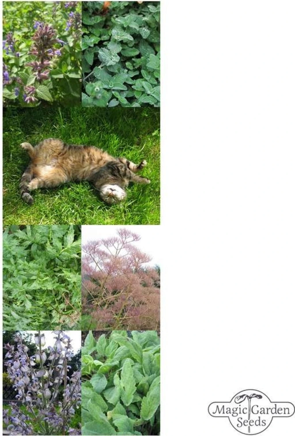 Erbe Di Gatto - Set Di Semi 5 Erbe Di Gatto - Set Di Semi - immagine 5