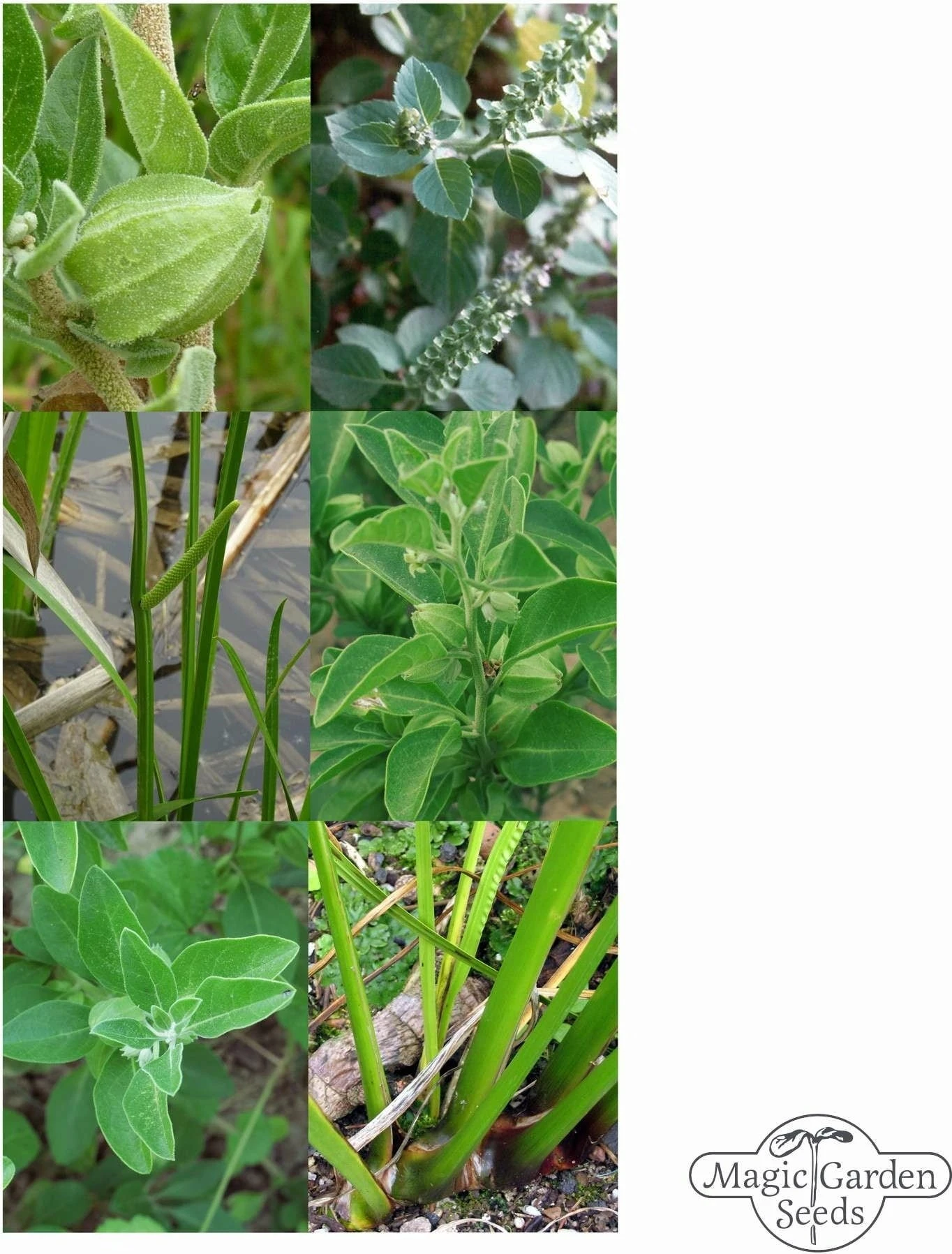 Erbe Medicinali Ayurvediche - Set Di Semi 1 Erbe Medicinali Ayurvediche - Set Di Semi