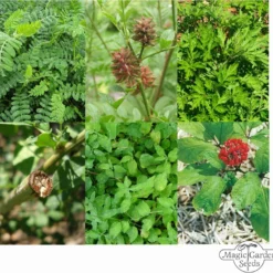 Erbe Medicinali Cinesi - Set Di Semi 13 Erbe Medicinali Cinesi - Set Di Semi -Offerta Economica Verdi Giard magic garden seeds erbe medicinali cinesi set di semi 1 set 1302373 it