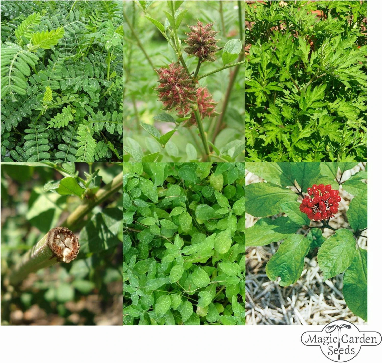 Erbe Medicinali Cinesi - Set Di Semi 6 Erbe Medicinali Cinesi - Set Di Semi - immagine 6