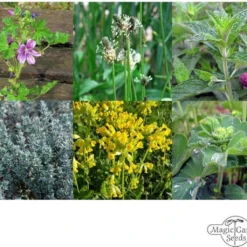 Erbe Medicinali Di Montagna - Set Di Semi 15 Erbe Medicinali Di Montagna - Set Di Semi -Offerta Economica Verdi Giard magic garden seeds erbe medicinali di montagna set di semi 1680195 it