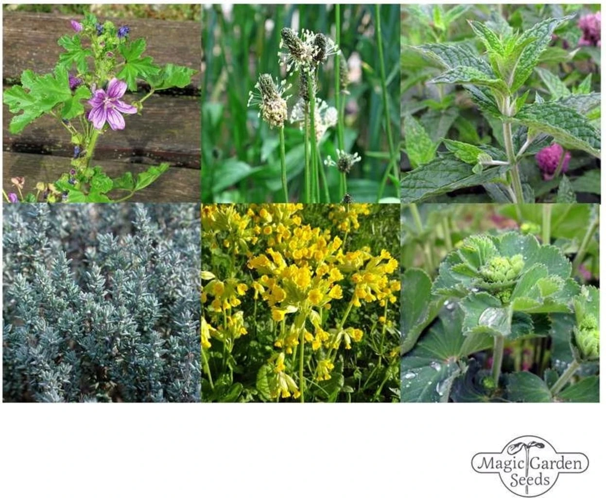 Erbe Medicinali Di Montagna - Set Di Semi 7 Erbe Medicinali Di Montagna - Set Di Semi - immagine 7