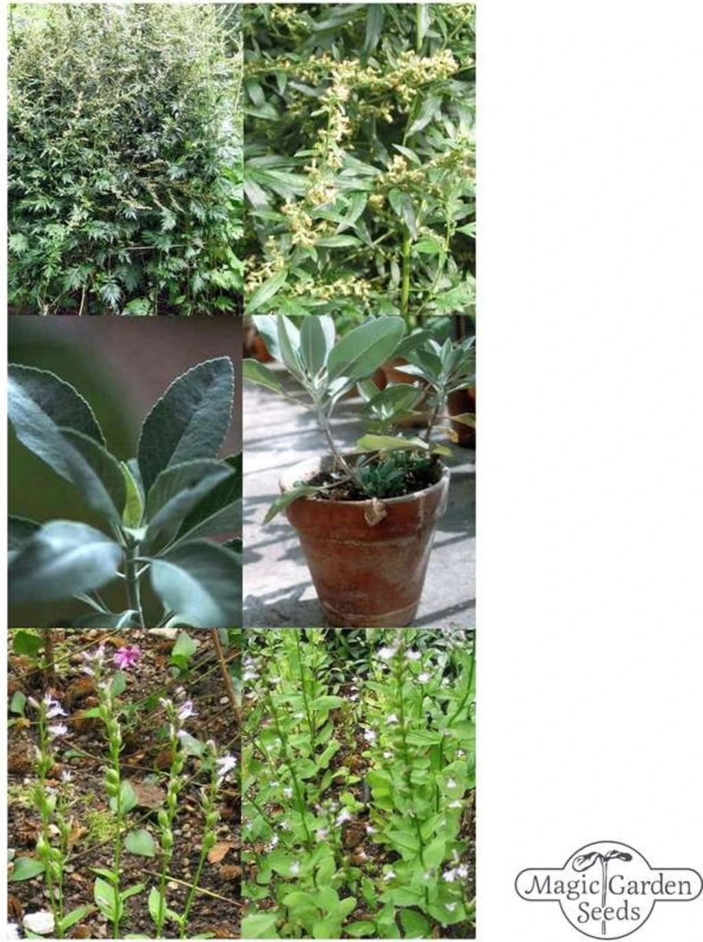 Erbe Per Incenso Sciamanico - Set Di Semi 6 Erbe Per Incenso Sciamanico - Set Di Semi - immagine 6