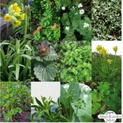 Erbe Selvatiche - Set Di Semi 13 Erbe Selvatiche - Set Di Semi -Offerta Economica Verdi Giard magic garden seeds erbe selvatiche set di semi 1438183 it