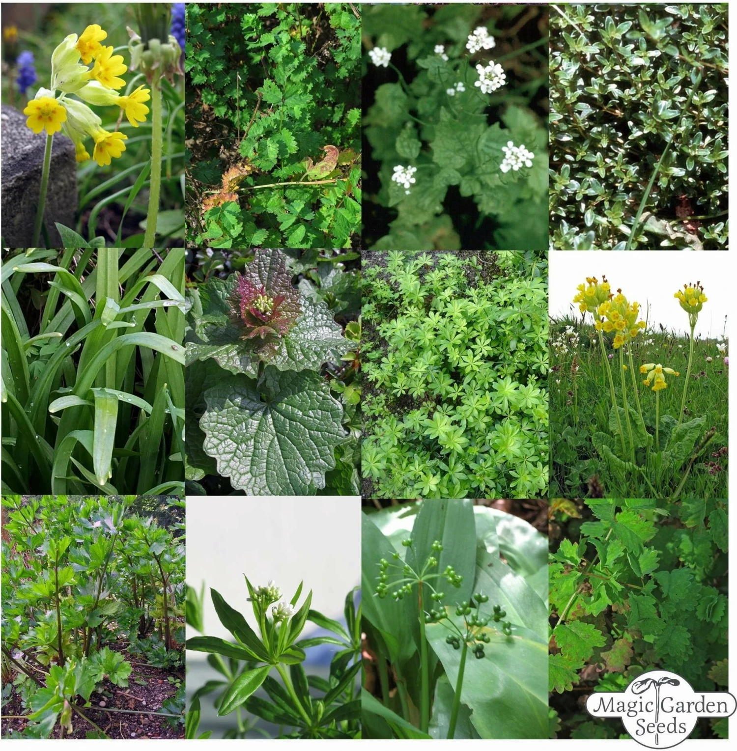 Erbe Selvatiche - Set Di Semi 6 Erbe Selvatiche - Set Di Semi - immagine 6