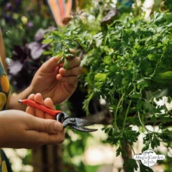 Le Gioie Del Giardinaggio Urbano - Set Bio Per Moltiplicazione Di Semi 18 Le Gioie Del Giardinaggio Urbano - Set Bio Per Moltiplicazione Di Semi -Offerta Economica Verdi Giard magic garden seeds le gioie del giardinaggio urbano set bio per moltiplicazione di semi 1435827 it