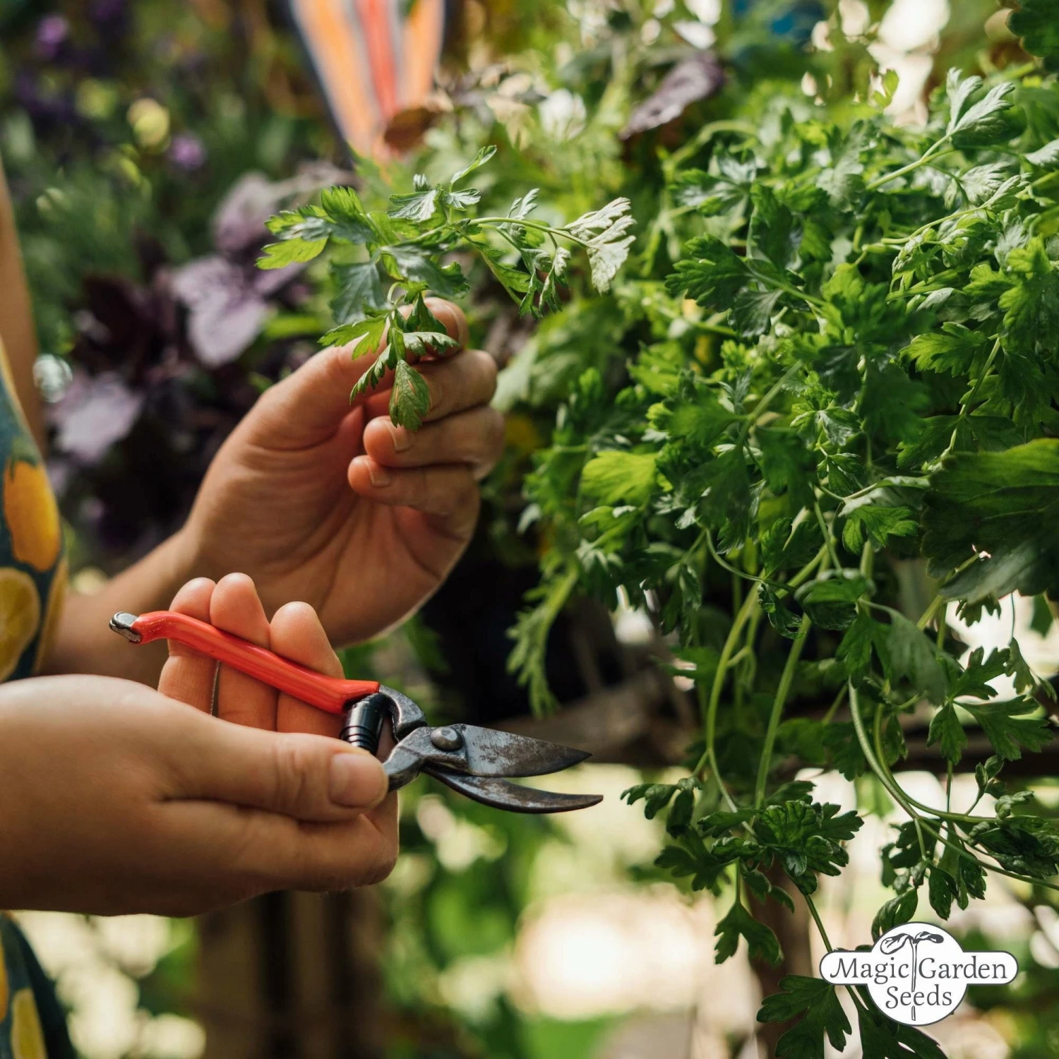 Le Gioie Del Giardinaggio Urbano - Set Bio Per Moltiplicazione Di Semi 6 Le Gioie Del Giardinaggio Urbano - Set Bio Per Moltiplicazione Di Semi - immagine 6