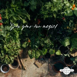 Le Gioie Del Giardinaggio Urbano - Set Bio Per Moltiplicazione Di Semi