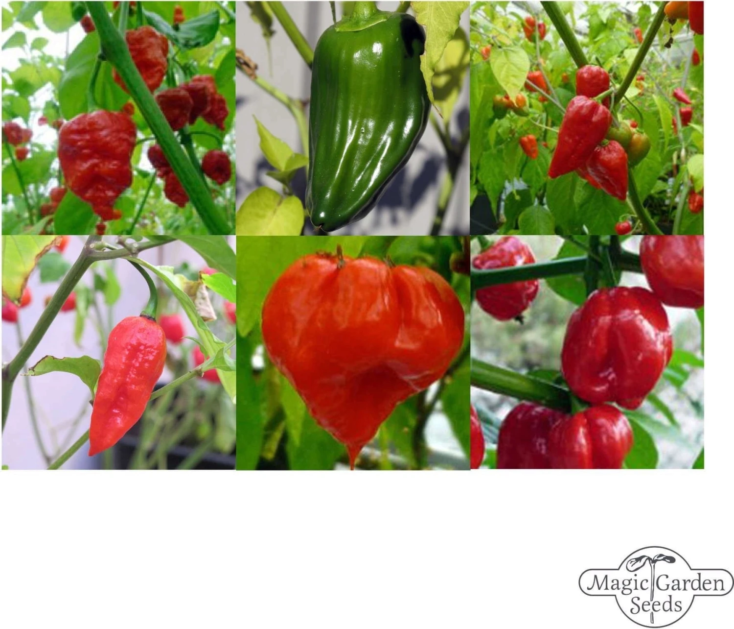 Le Varietà Di Peperoncino Più Piccanti Del Mondo - Set Di Semi, Set Regalo 7 Le Varietà Di Peperoncino Più Piccanti Del Mondo - Set Di Semi, Set Regalo - immagine 7