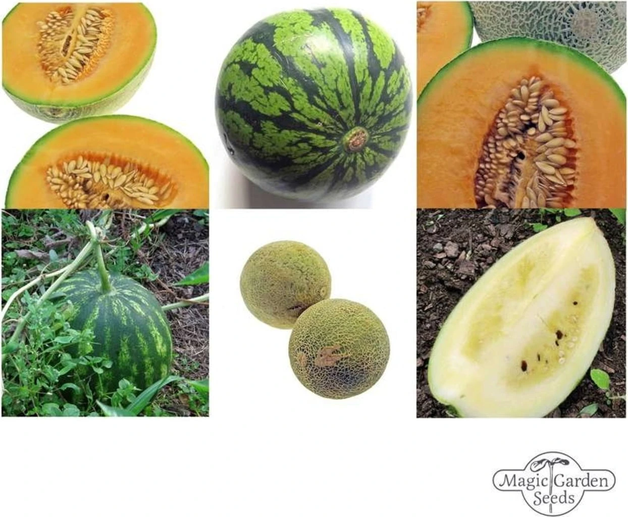 Meloni Resistenti - Set Di Semi 2 Meloni Resistenti - Set Di Semi - immagine 2