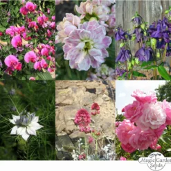 Miracolo Di Fiori - Set Di Semi 13 Miracolo Di Fiori - Set Di Semi -Offerta Economica Verdi Giard magic garden seeds miracolo di fiori set di semi 1 set 1304991 it