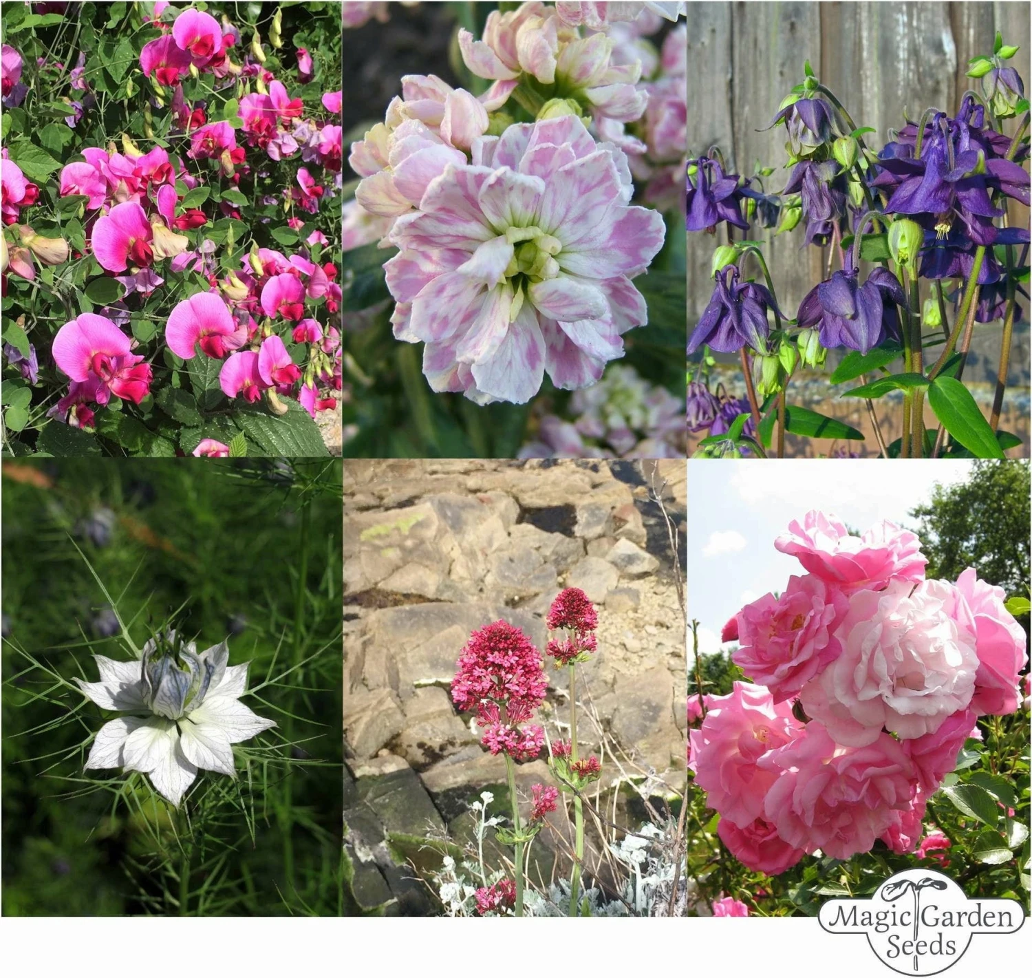 Miracolo Di Fiori - Set Di Semi 5 Miracolo Di Fiori - Set Di Semi - immagine 5