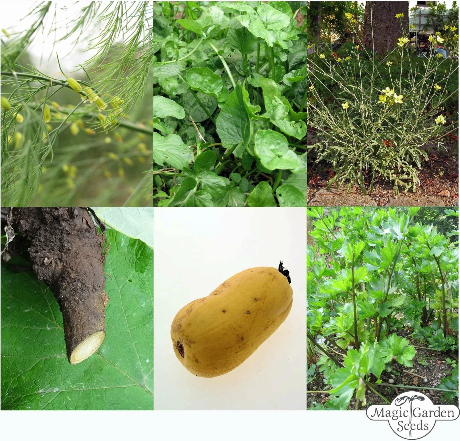 Paleo - Set Di Semi 1 Paleo - Set Di Semi