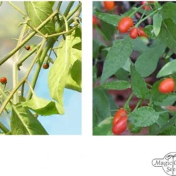 Peperoncini Selvatici - Set Di Semi