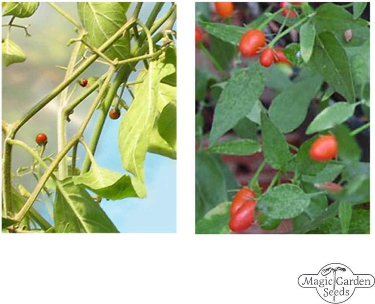 Peperoncini Selvatici - Set Di Semi 1 Peperoncini Selvatici - Set Di Semi