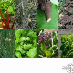 Permacultura - Set Di Semi 12 Permacultura - Set Di Semi -Offerta Economica Verdi Giard magic garden seeds permacultura set di semi 1 set 1307079 it