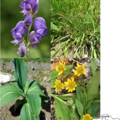 Piante Alpine - Set Di Semi