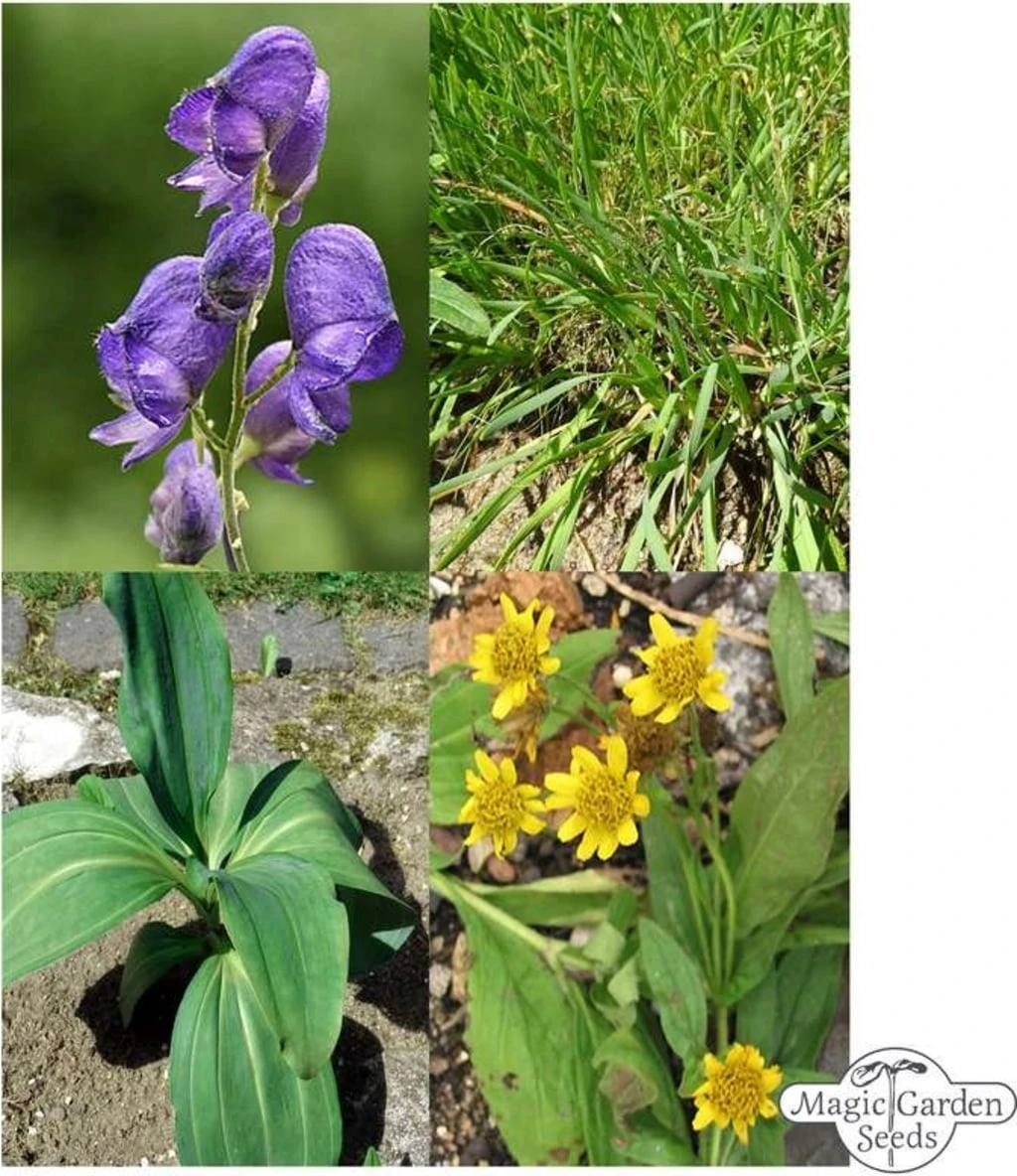 Piante Alpine - Set Di Semi 1 Piante Alpine - Set Di Semi