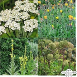 Piante Bio Tradizionali Energetiche E Protettive - Set Di Semi 11 Piante Bio Tradizionali Energetiche E Protettive - Set Di Semi -Offerta Economica Verdi Giard magic garden seeds piante bio tradizionali energetiche e protettive set di semi 1680145 it