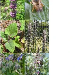 Piante Mellifere - Set Di Semi 10 Piante Mellifere - Set Di Semi -Offerta Economica Verdi Giard magic garden seeds piante mellifere set di semi 1663530 it