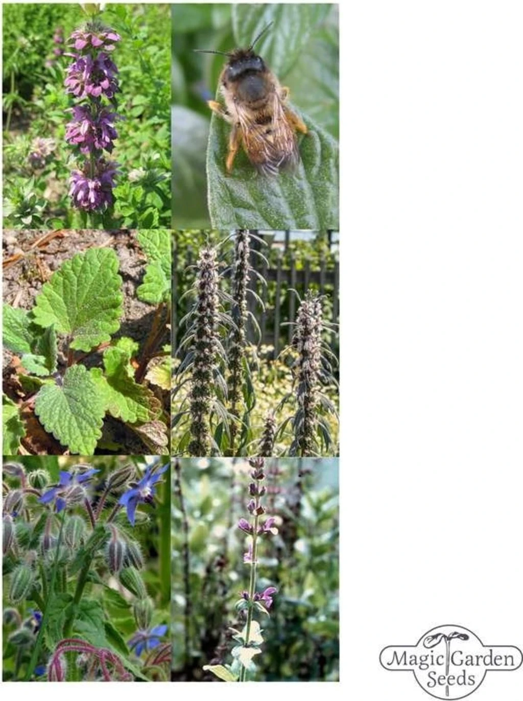 Piante Mellifere - Set Di Semi 4 Piante Mellifere - Set Di Semi - immagine 4
