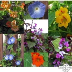 Piante Rampicanti Fiorite - Set Di Semi -Offerta Economica Verdi Giard magic garden seeds piante rampicanti fiorite set di semi 1680180 it