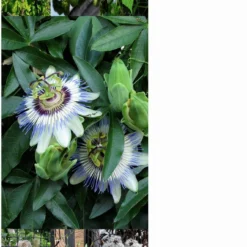 Piante Rampicanti Perenni - Set Di Semi, Set Di Semi 9 Piante Rampicanti Perenni - Set Di Semi, Set Di Semi -Offerta Economica Verdi Giard magic garden seeds piante rampicanti perenni set di semi 1 set 1305699 it