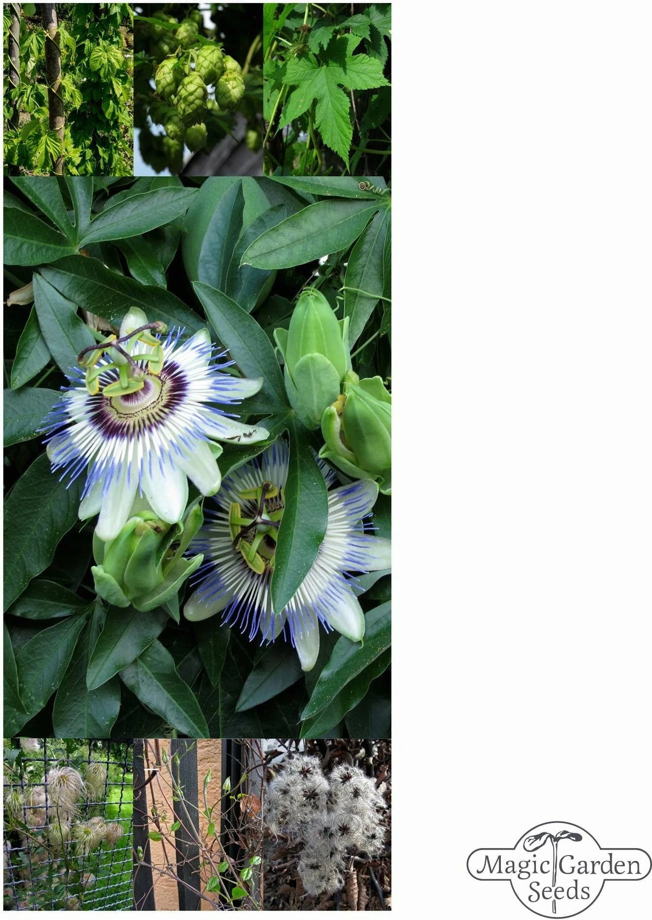 Piante Rampicanti Perenni - Set Di Semi, Set Di Semi 5 Piante Rampicanti Perenni - Set Di Semi, Set Di Semi - immagine 5