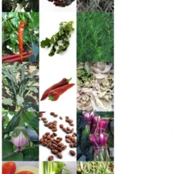 Rarità Di Ortaggi Italiani - Set Di Semi, Set Di Semi 9 Rarità Di Ortaggi Italiani - Set Di Semi, Set Di Semi -Offerta Economica Verdi Giard magic garden seeds rarita di ortaggi italiani set di semi froekit 1678081 it
