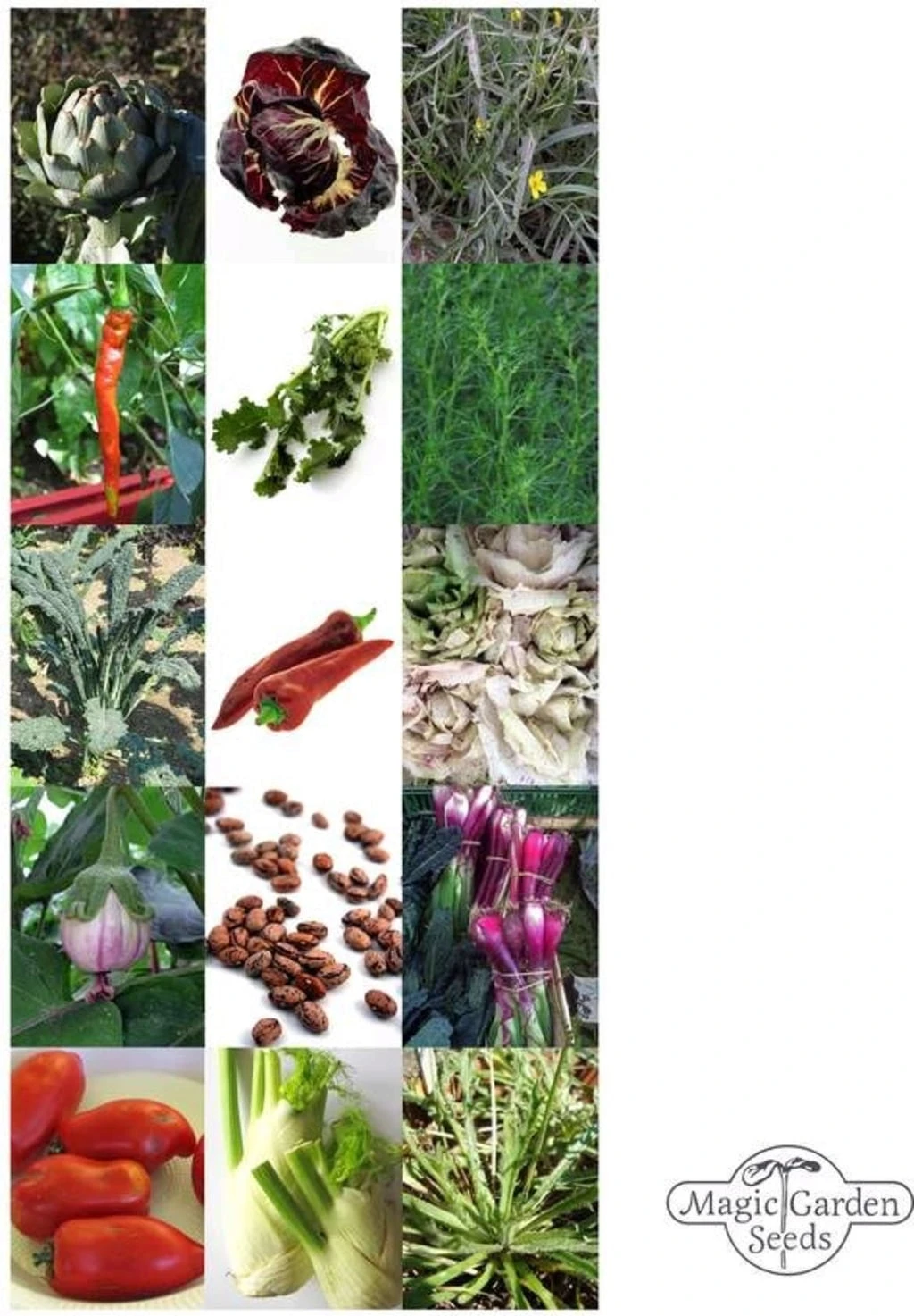 Rarità Di Ortaggi Italiani - Set Di Semi, Set Di Semi 4 Rarità Di Ortaggi Italiani - Set Di Semi, Set Di Semi - immagine 4