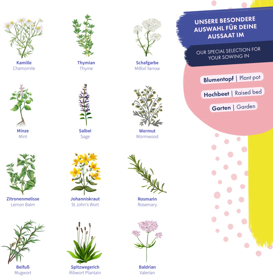 Semi Di Erbe Medicinali 3 Semi Di Erbe Medicinali - immagine 3