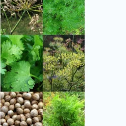 Spezie Classiche Per Pane - Set Di Semi 11 Spezie Classiche Per Pane - Set Di Semi -Offerta Economica Verdi Giard magic garden seeds spezie classiche per pane set di semi 1438305 it