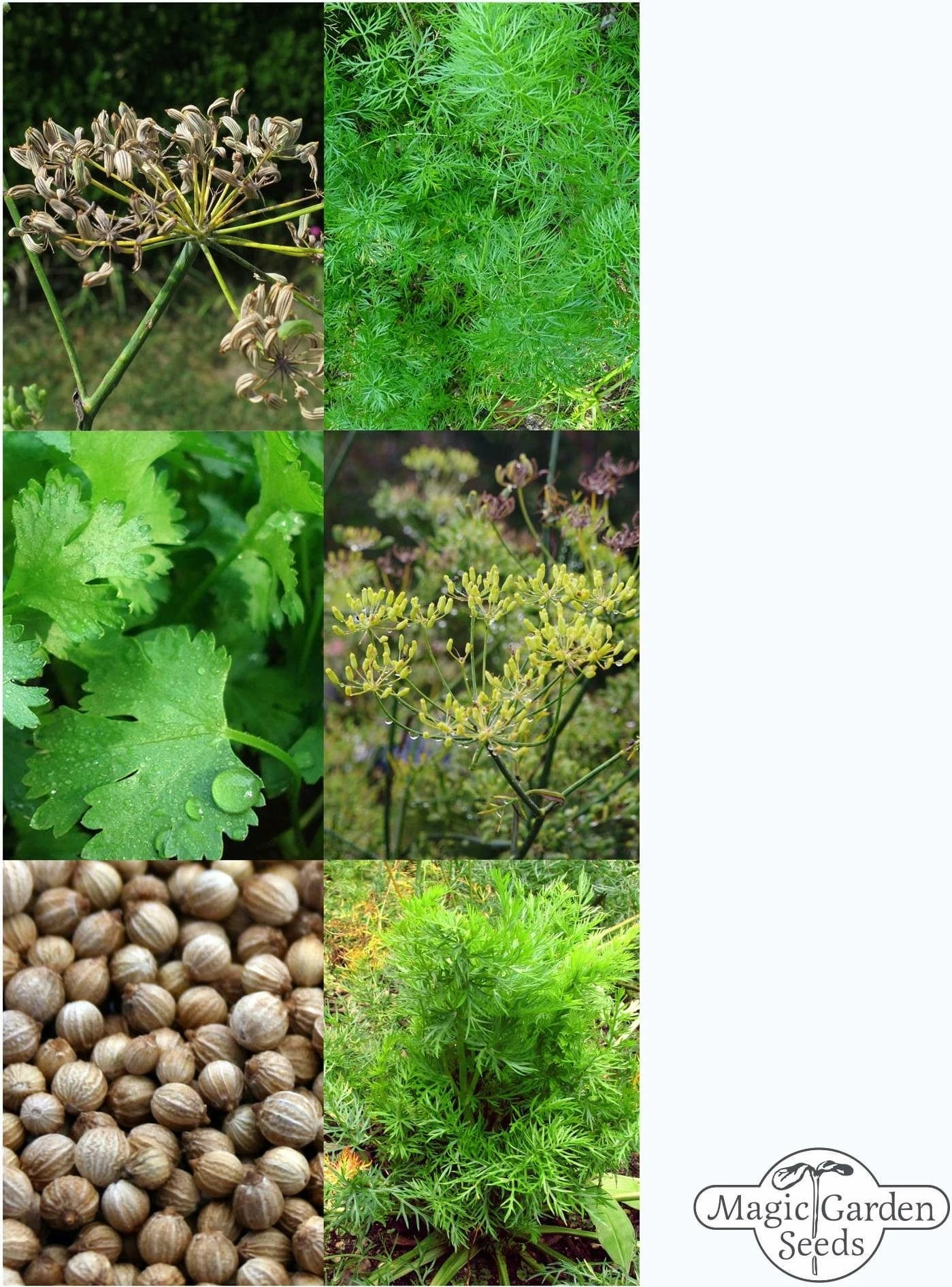 Spezie Classiche Per Pane - Set Di Semi 4 Spezie Classiche Per Pane - Set Di Semi - immagine 4