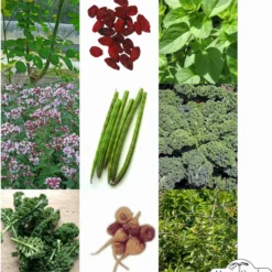 Super Alimenti - Set Di Semi 10 Super Alimenti - Set Di Semi -Offerta Economica Verdi Giard magic garden seeds super alimenti set di semi 1 set 1306671 it